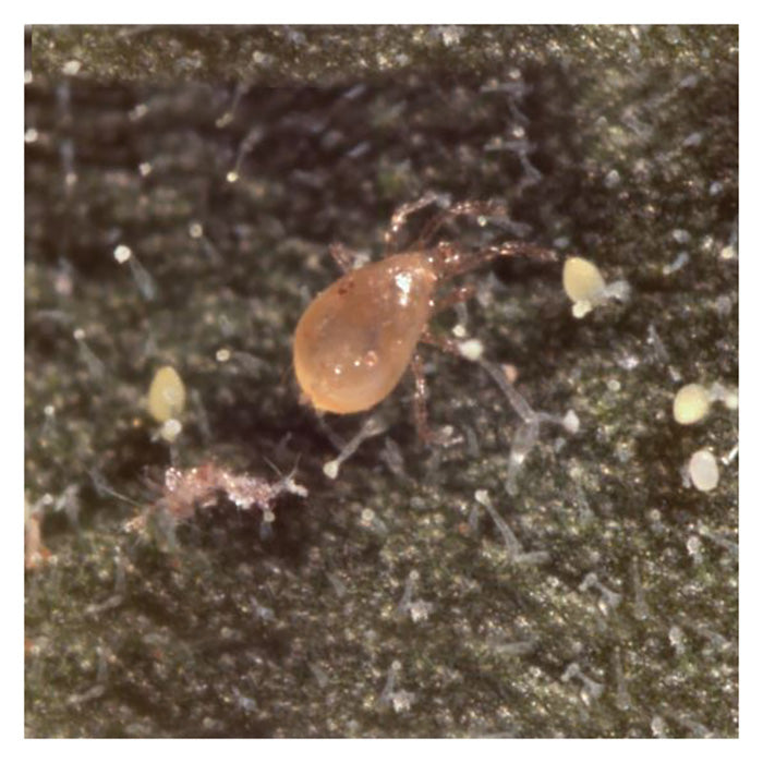 ARBICO Organics Amblyseius Swirskii Beneficial Mites, Pack of 125,000