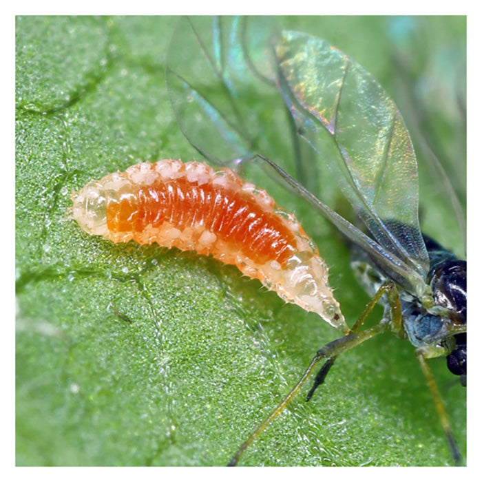 ARBICO Organics Aphidoletes Aphidimyza Beneficial Insects, Pack of 4 Blister Packs - 250 Insects Per Blister Pack