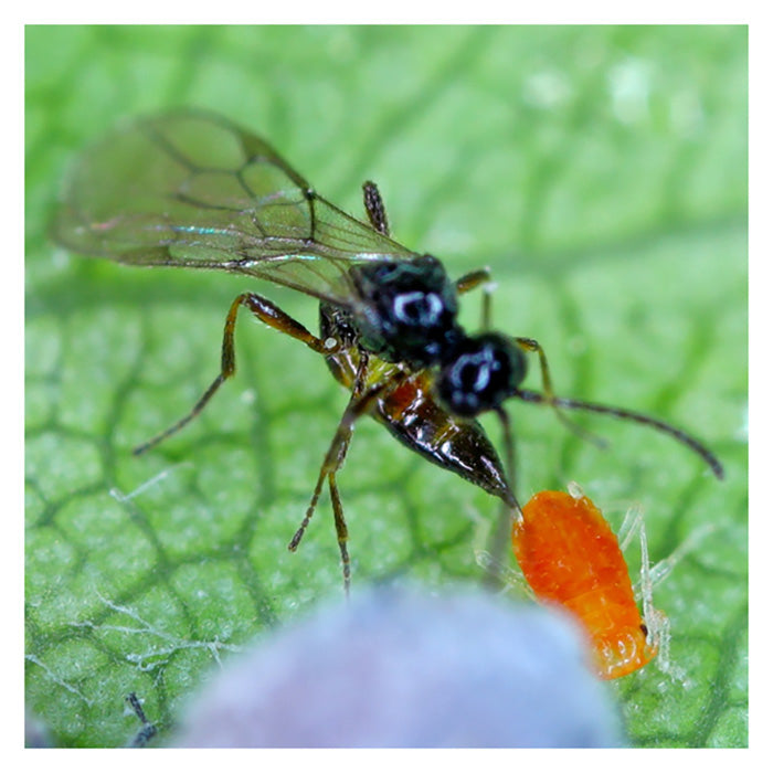 ARBICO Organics Aphidius Colemani Beneficial Parasitic Wasps, Pack of 2 Vials - 5,000 Per Vial