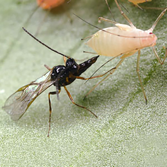 ARBICO Organics Aphidius Ervi Beneficial Parasitic Wasps, Pack of 10 Blister Packs - 100 Wasps Per Blister Pack