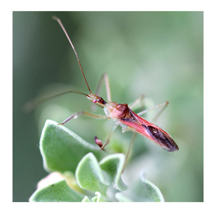 ARBICO Organics Zelus Renardii Leafhopper Assassin Bugs, Pack of 5,000 Eggs