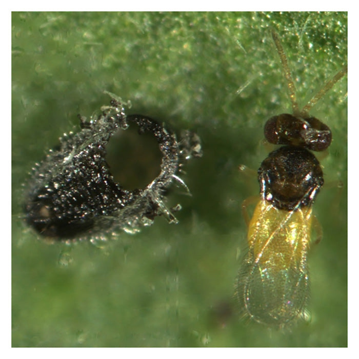 ARBICO Organics Encarsia Formosa Whitefly Parasite Beneficial Wasps, Pack of 1,000