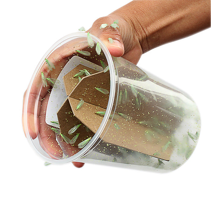 ARBICO Organics Green Lacewing Pre-Fed Adults, Cup of 100