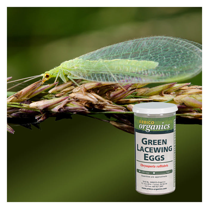ARBICO Organics Green Lacewing Eggs, Pack of 10,000 Eggs