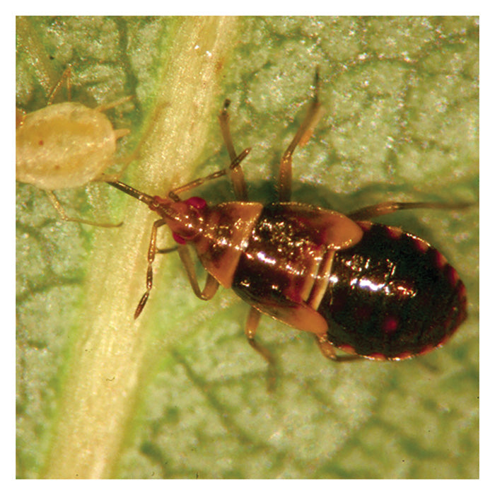 ARBICO Organics Orius Insidiosus Minute Pirate Bug Beneficial Insects, Pack of 1,000