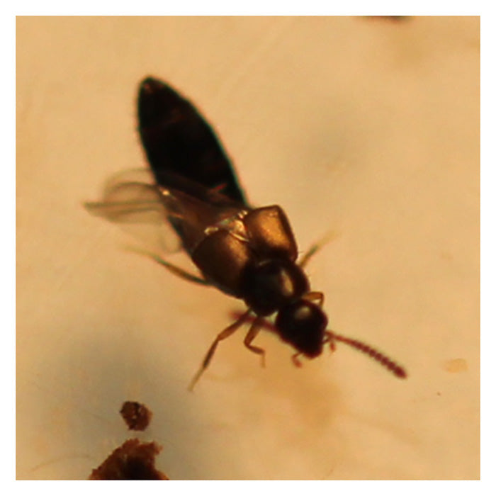 ARBICO Organics Rove Beetle - Dalotia (Atheta) Coriaria Beneficial Insects, Pack of 5,000