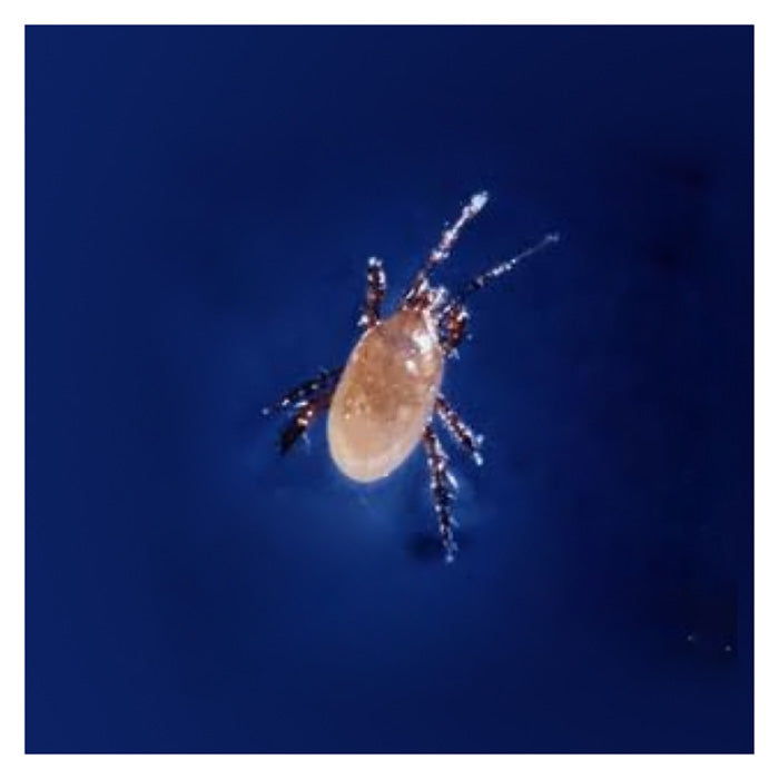 ARBICO Organics Stratiolaelaps Scimitus (Hypoaspis Miles) Beneficial Mites, Pack of 125,000