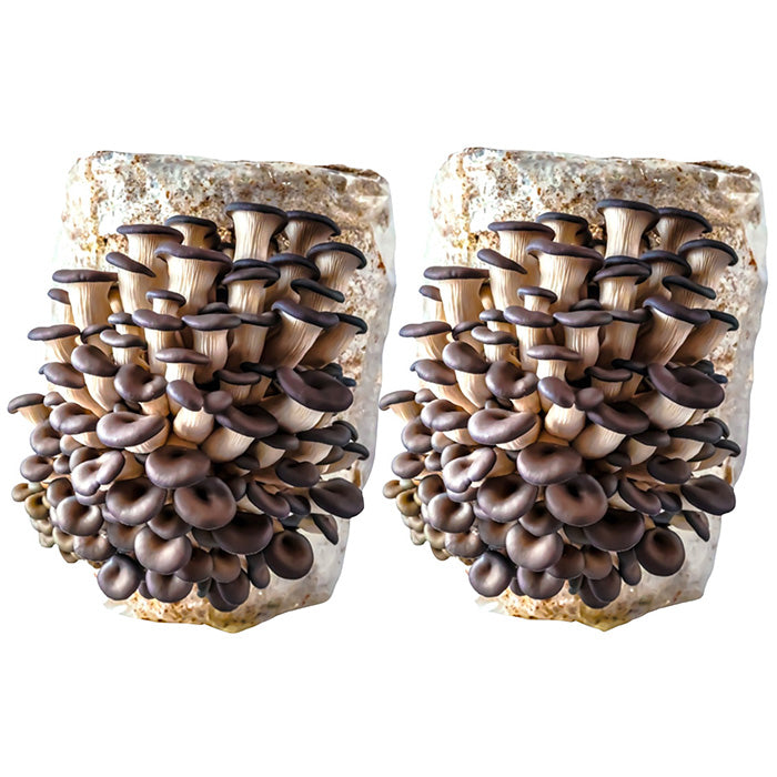 R&R Cultivation Organic Mushroom Grow Kit