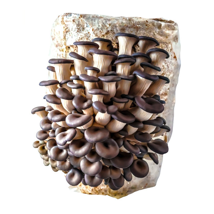 R&R Cultivation Organic Mushroom Grow Kit