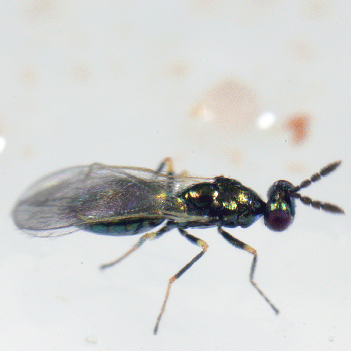 Tip Top Bio-Control Diglyphus Isaea Beneficial Parasitic Wasps, Bottle of 250