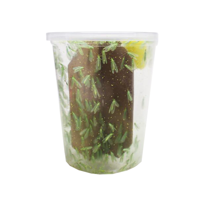 Tip Top Bio-Control Green Lacewing Adults, Bottle of 100