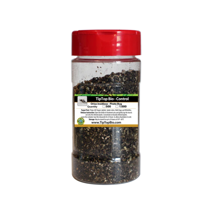 Tip Top Bio-Control Orius Insidiosis - Pirate Bug Beneficial Insects, Bottle of 500