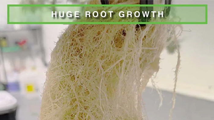 Hydra Unlimited Root Halo Net Pot