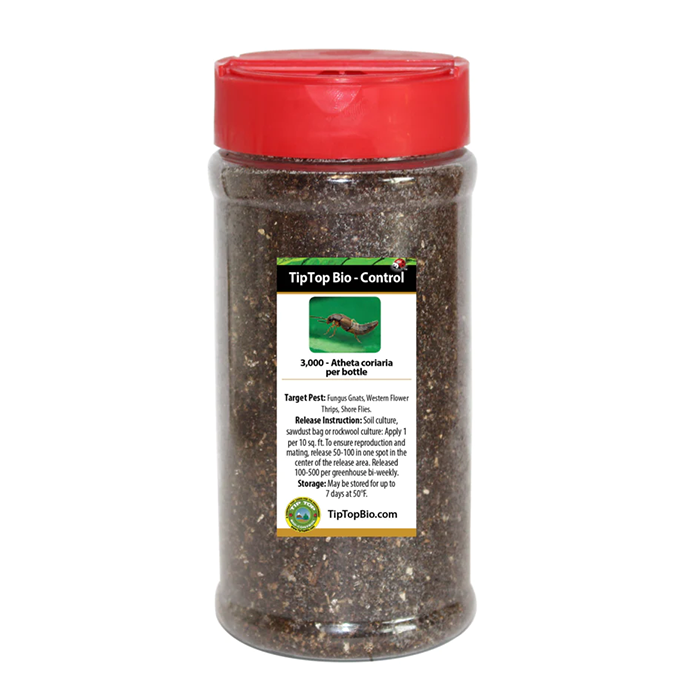 Tip Top Bio-Control Rove Beetle - Dalotia (Atheta) Coriaria Beneficial Insects, Bottle of 100