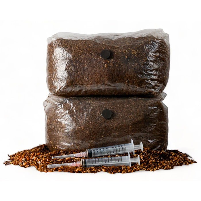 R&R Cultivation Organic DIY Mushroom Grow Kit, Golden Oyster, 5 lb.
