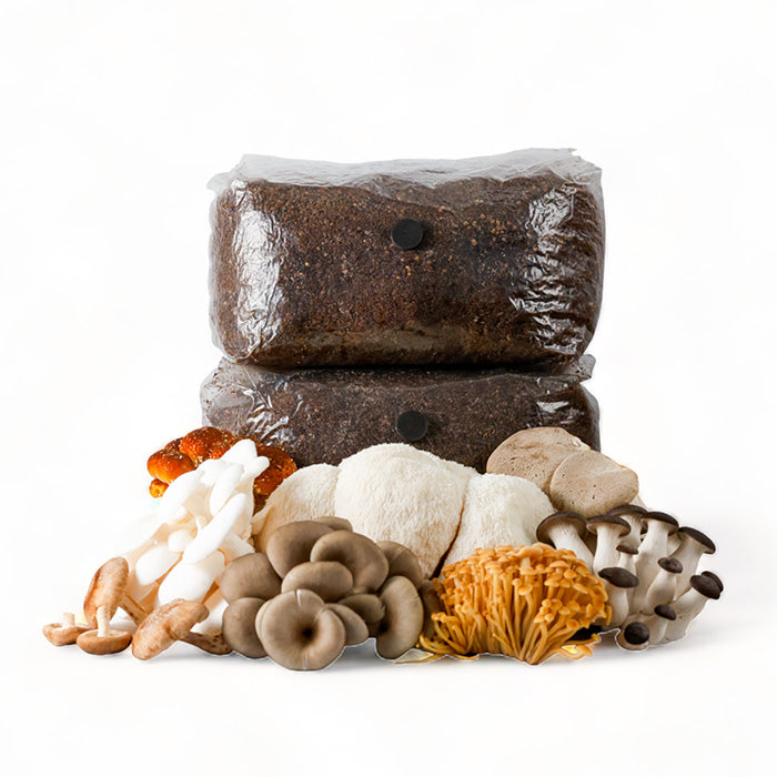 R&R Cultivation Organic DIY Mushroom Grow Kit, Lion's Mane, 5 lb - 2 Pack