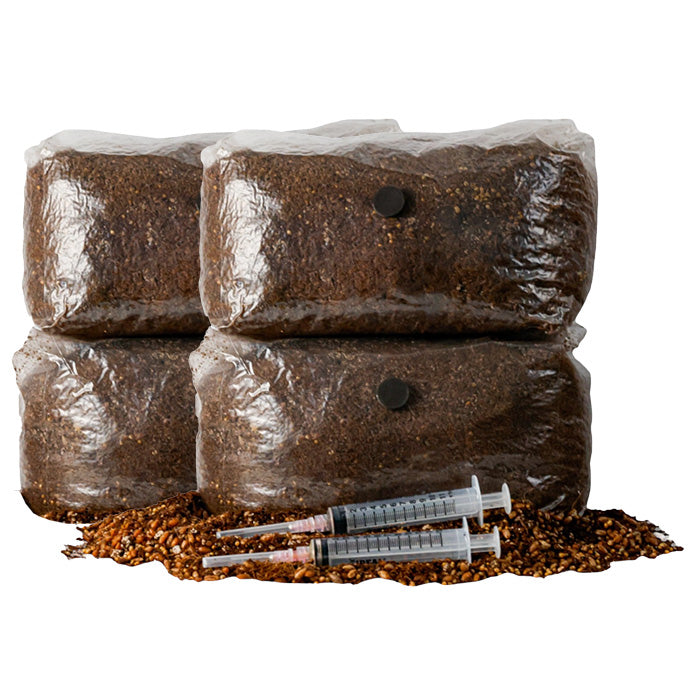 R&R Cultivation Organic DIY Mushroom Grow Kit, Golden Oyster, 5 lb - 2 Pack