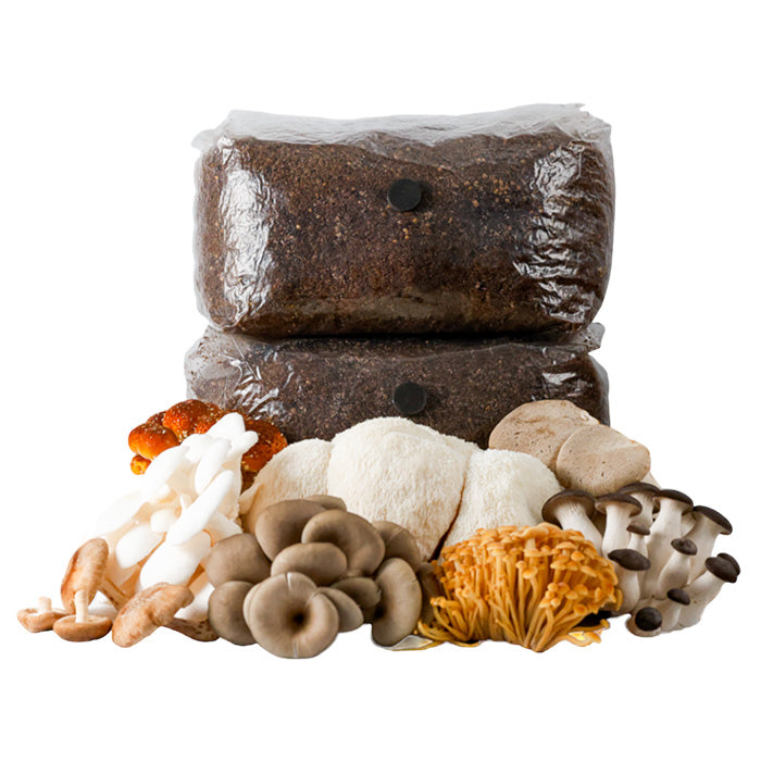 R&R Cultivation Organic Gourmet Mushroom Grow Bag, 5 lb - 2 Pack