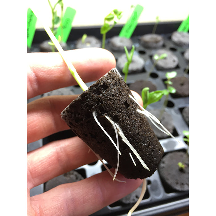 Seed Starter Kit